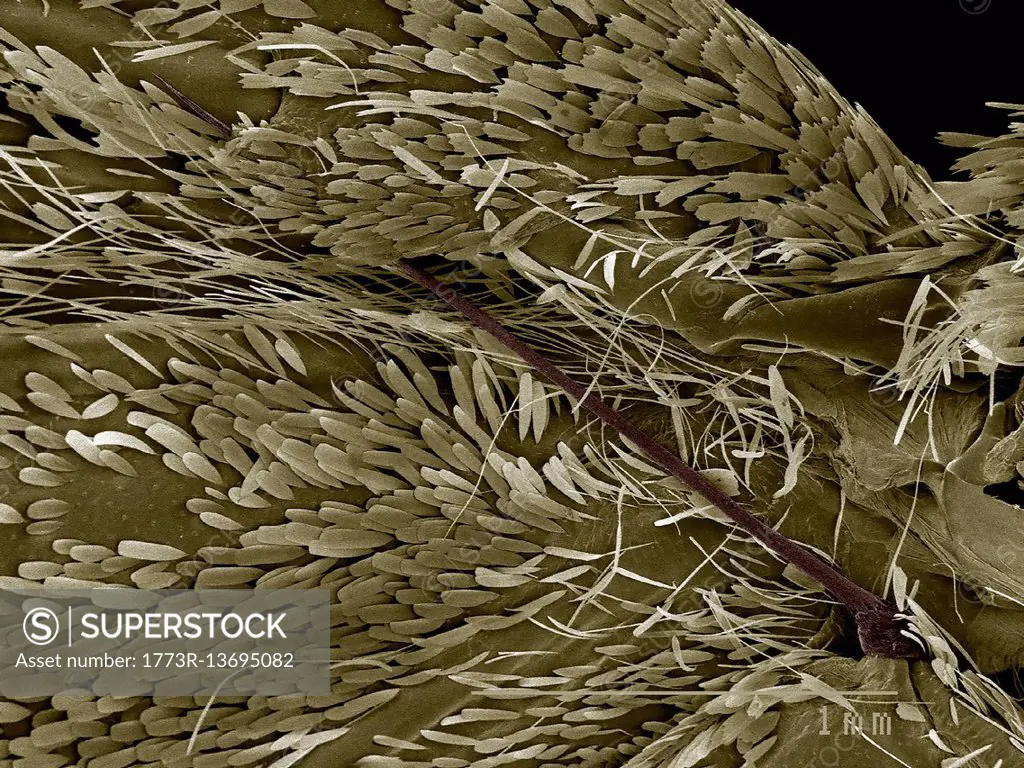 Scanning electron micrograph of the wing coupling mechanism of a moth (frenulum and retinaculum)