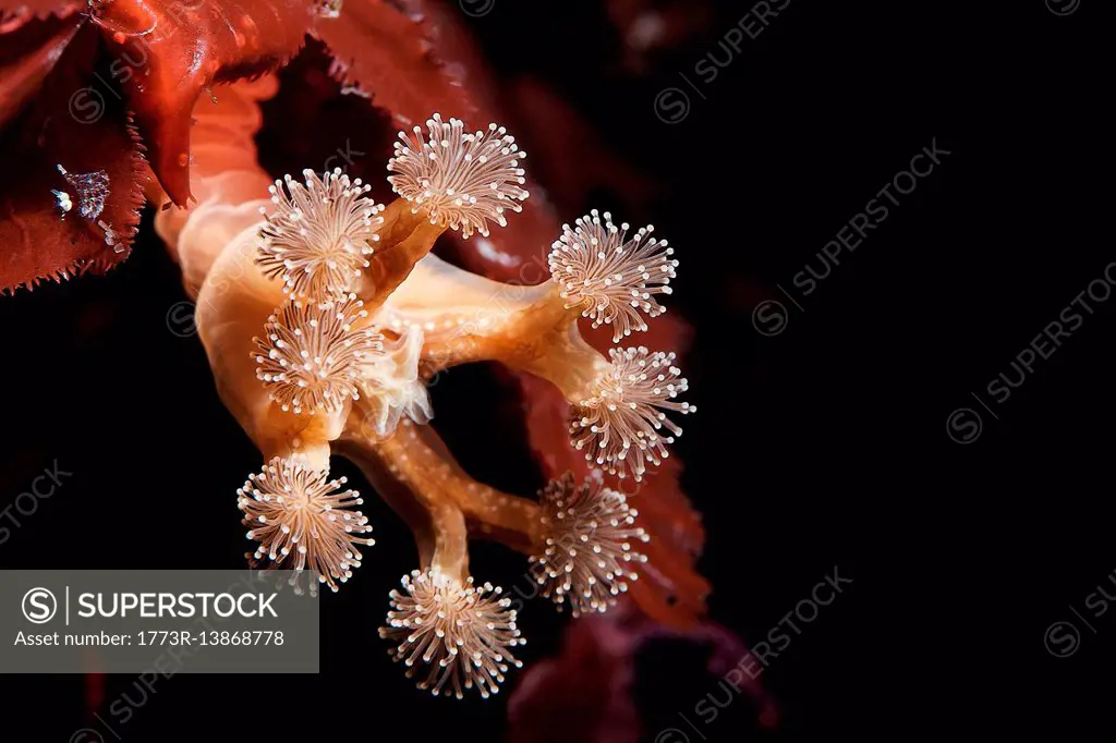 Lucernaria quadricornis, stalked jellyfish