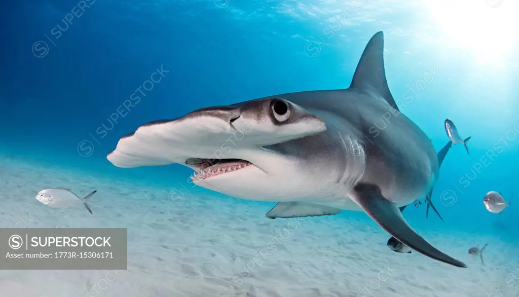 Great hammerhead shark, Alice Town, Bimini, Bahamas