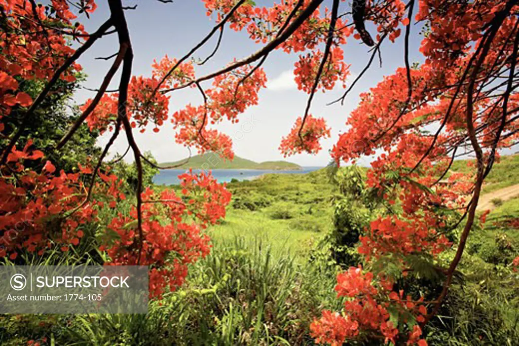 Tamarind Bay Viewed Through a Flamboyant tree (Delonix regia), Culebra Island, Puerto Rico