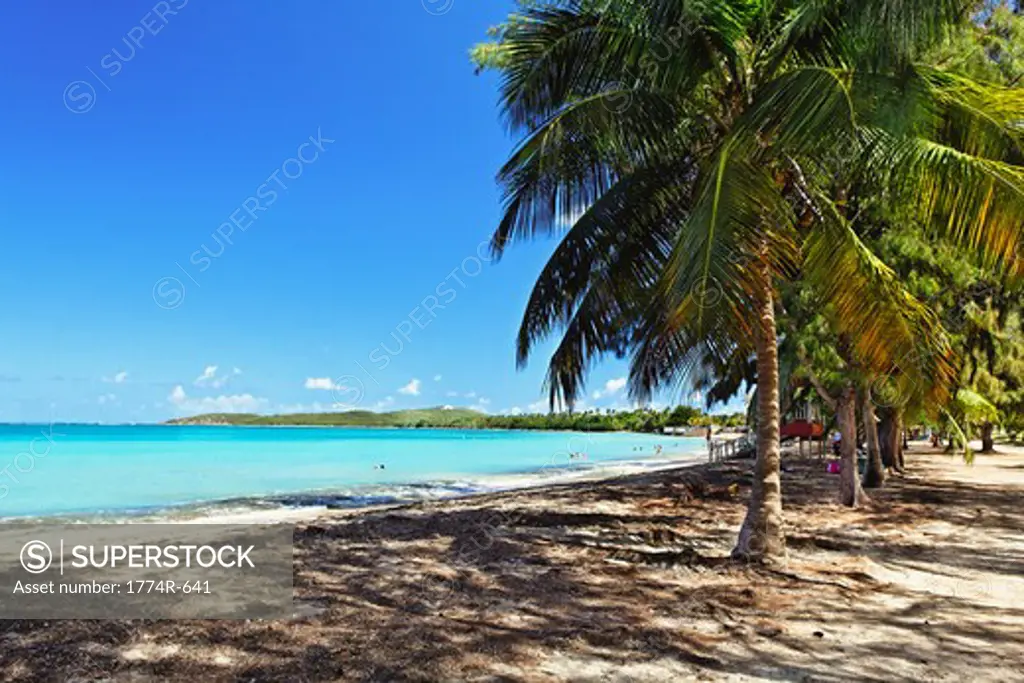 Palm trees on the beach, Seven Seas Beach, Culebra Island, Fajardo, Puerto Rico