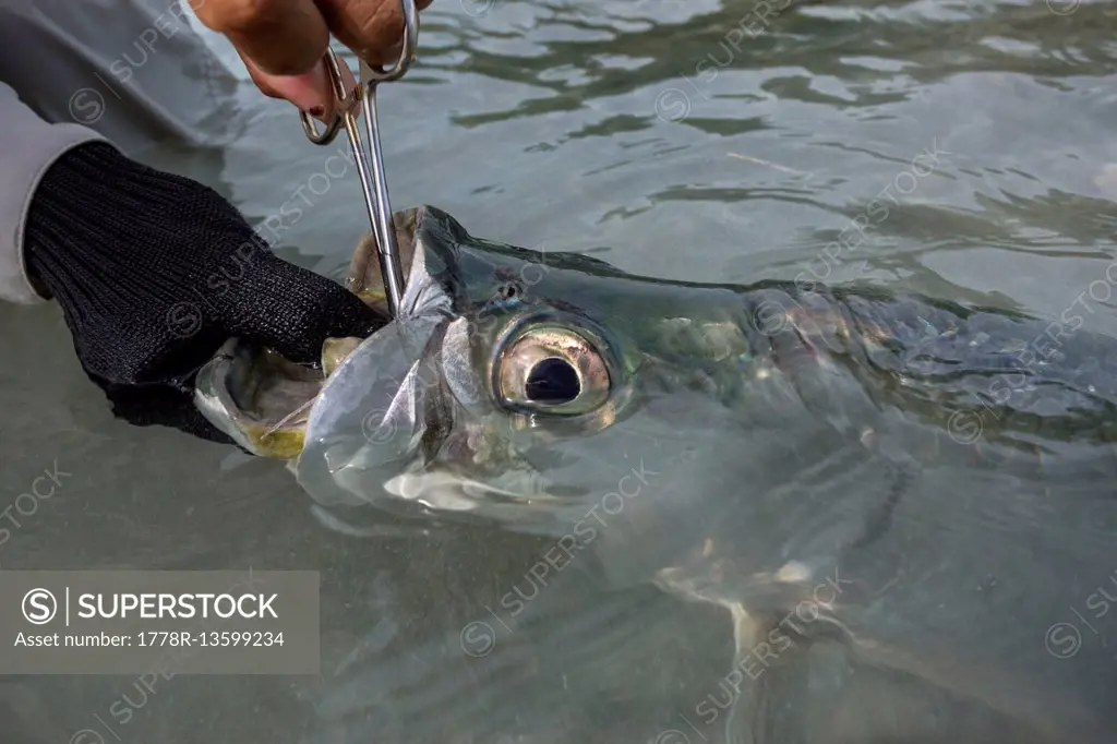 Juvenile tarpon, Cuba, 2016.