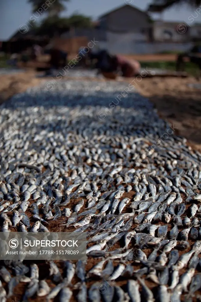 Clos up of fish drying on fishing wharf