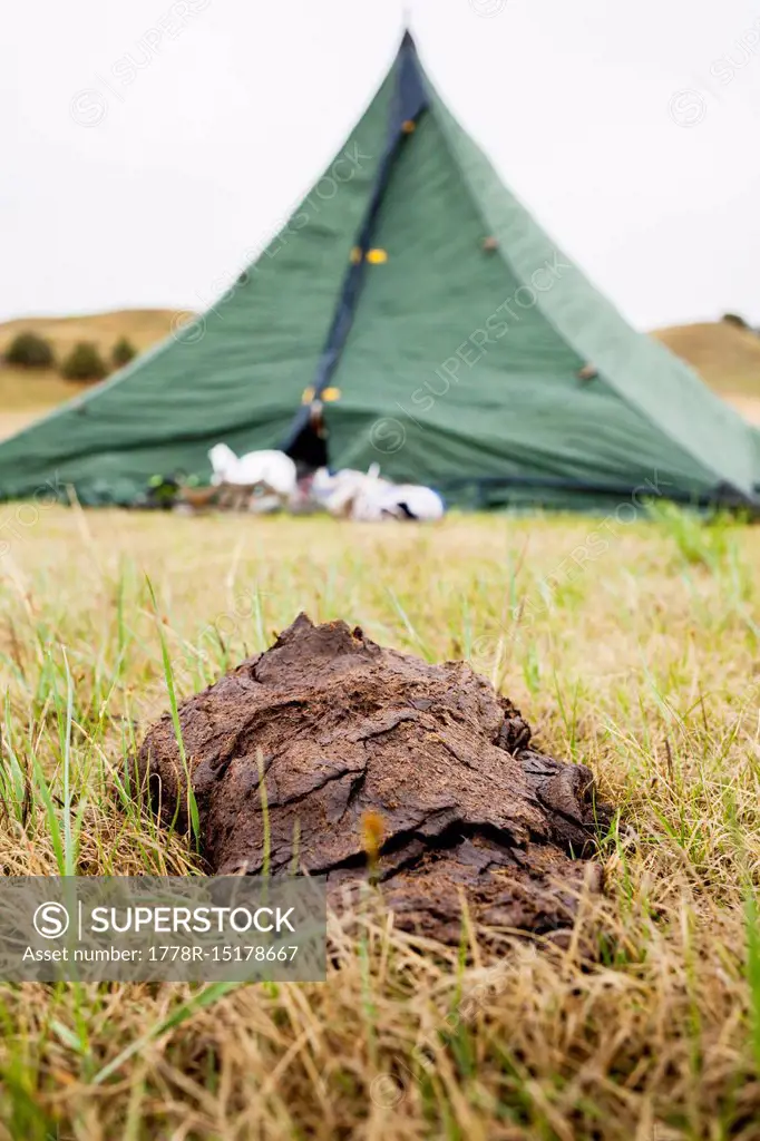 A giant buffalo (bison) poop sits outside the door of a green tent, in a primitive campsite, Sage Creek Campground, in Badlands National Park, South D...