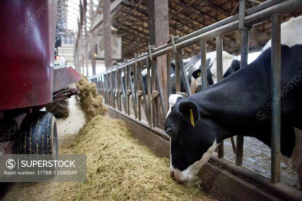 Milking cows being fed at dairy farm, Chilliwack, British Columbia, Canada