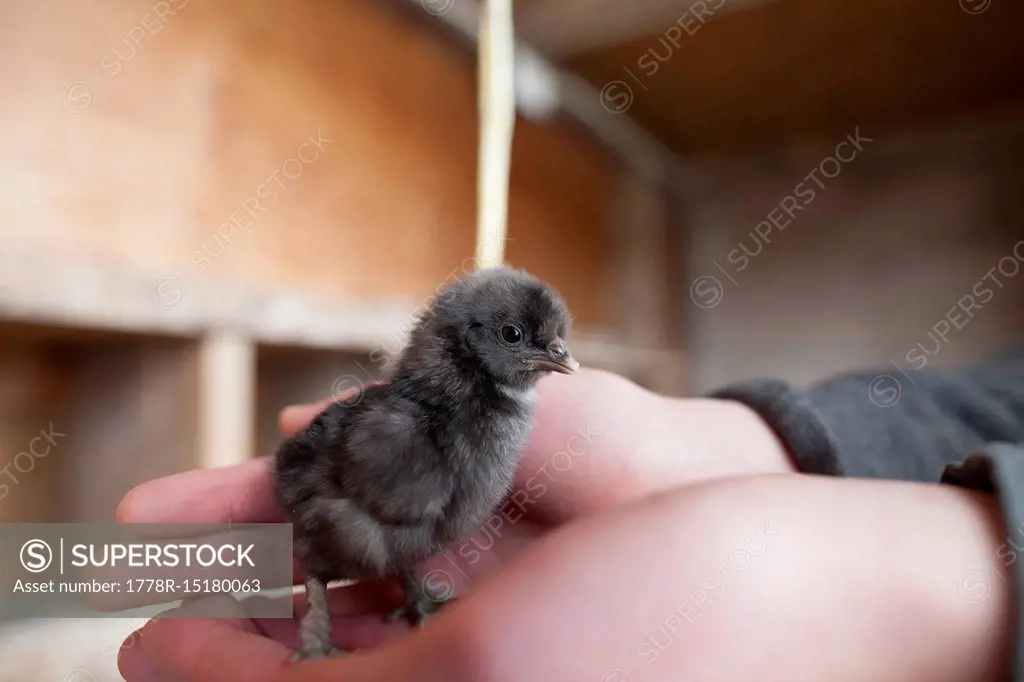 Person holding black chick, Chilliwack, British Columbia, Canada