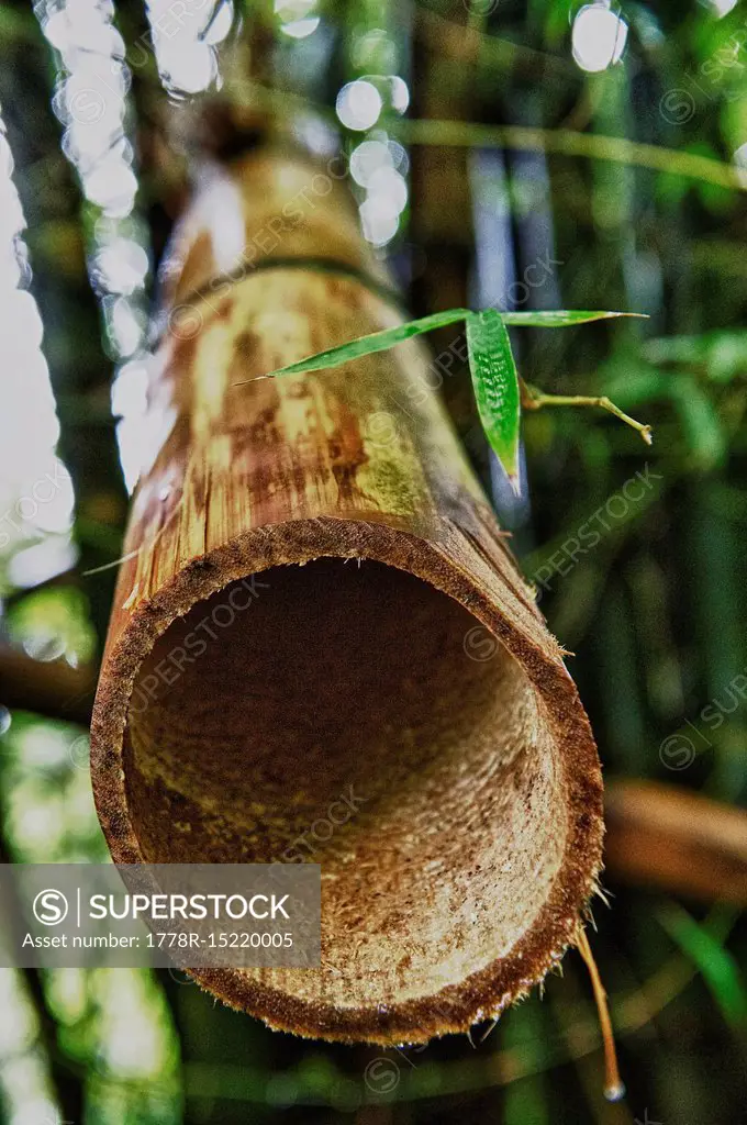 Bamboo cross section at El Yunque Rainforest near Fajardo, Puerto Rico