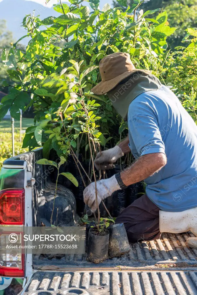 Man loading seedlings into the trunk of a truck on a plant nursery for reforestation projects, Guapiacu Ecological Reserve (REGUA), Rio de Janeiro, Br...