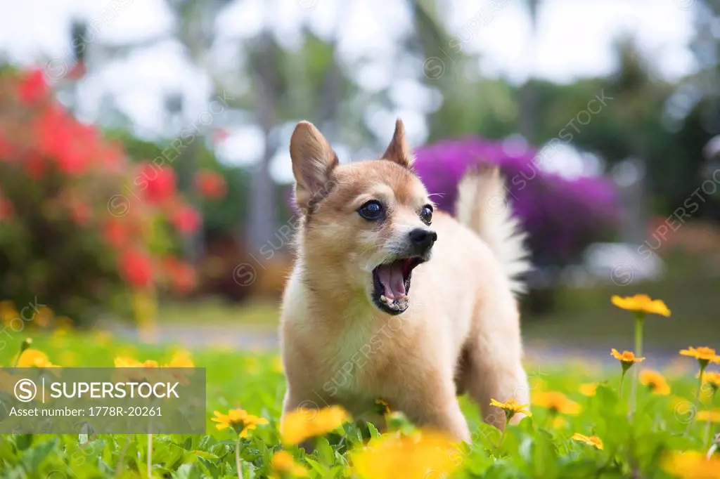 Our pet dog kekai. He´s half pomeranian and half fox terrier.