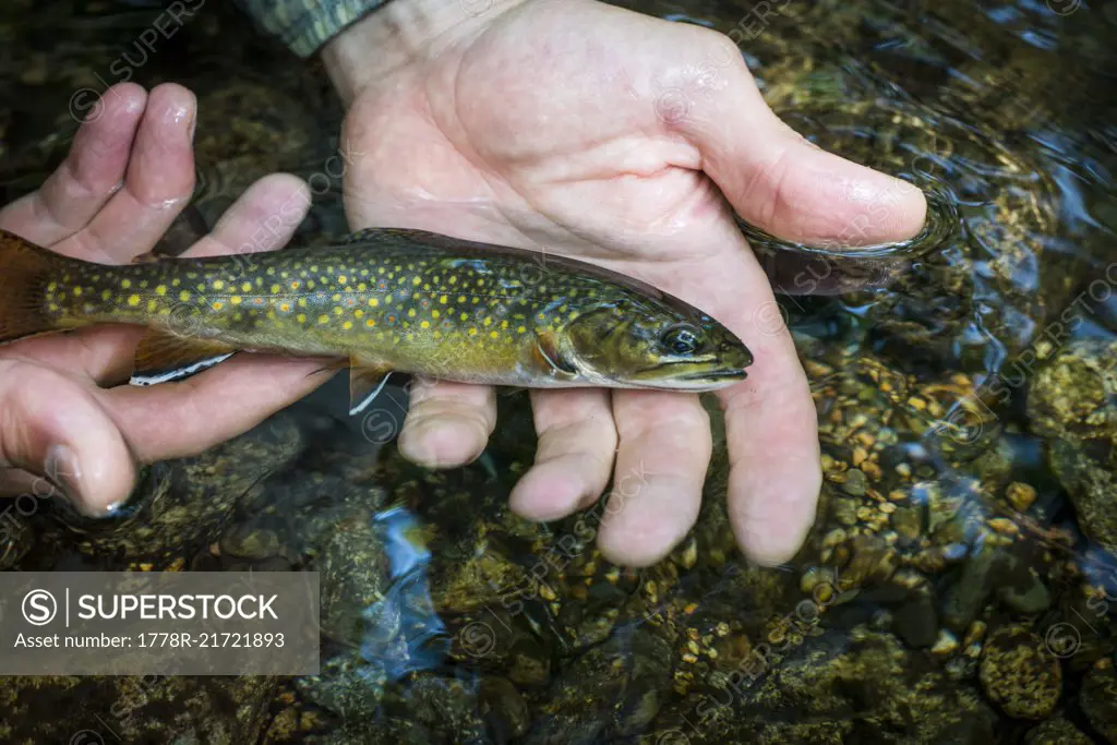 Small wild brook trout being released in the water.