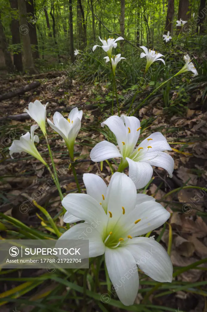 Rain lilies (Zephyranthes atamasca), Fernbank Forest, Atlanta, Georgia. Fernbank Forest is a 65-acre urban old-growth Piedmont forest in downtown Atlanta, Georgia. There are over 30 native wildflowers in Fernbank Forest.