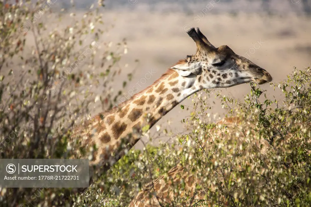 Headshot of giraffe, Maasai Mara, Kenya