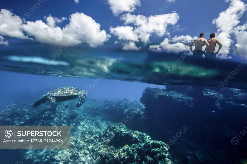 Underwater split level view of Hawaiian sea turtle, approaching two men from behind, North Shore Oahu, Hawaii, USA