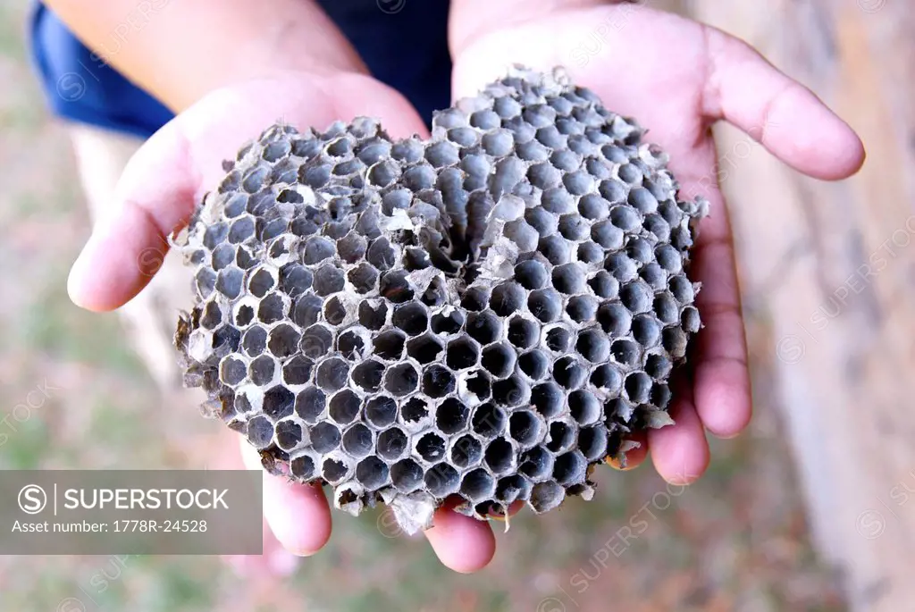 Close_up of dried beehive.