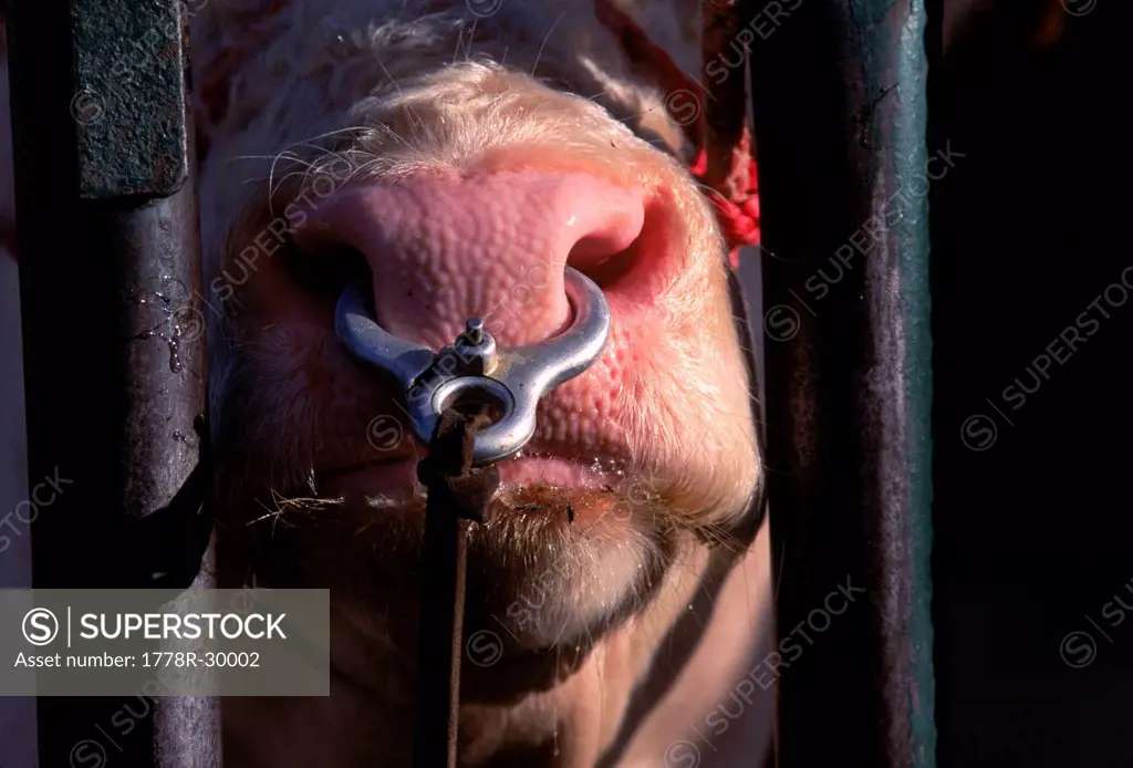 Nose ring on oxen at the Fryeburg Fair, Maine.