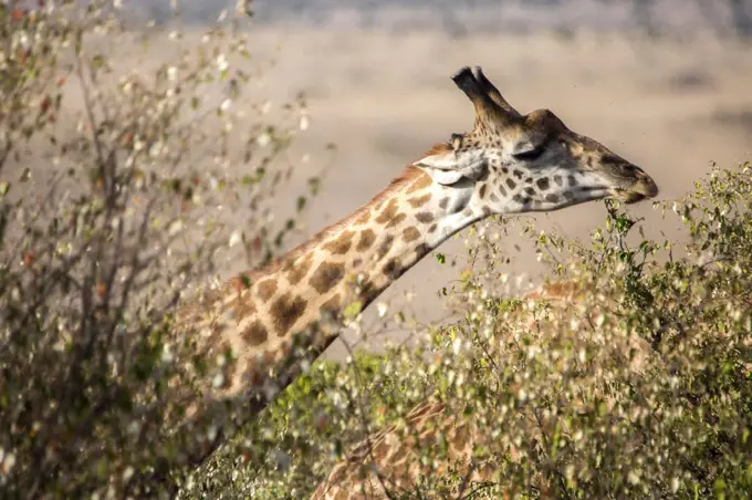 Headshot of giraffe, Maasai Mara, Kenya