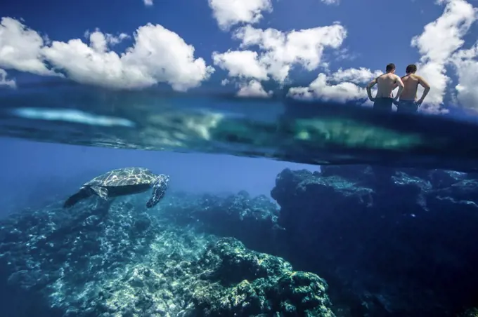 Underwater split level view of Hawaiian sea turtle, approaching two men from behind, North Shore Oahu, Hawaii, USA