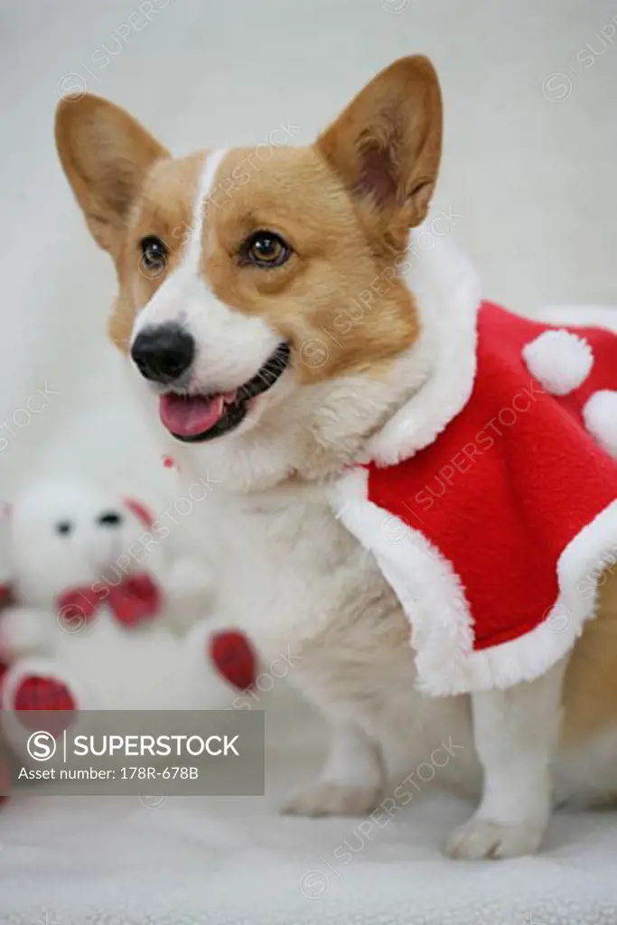 Teddy best sale bear corgi