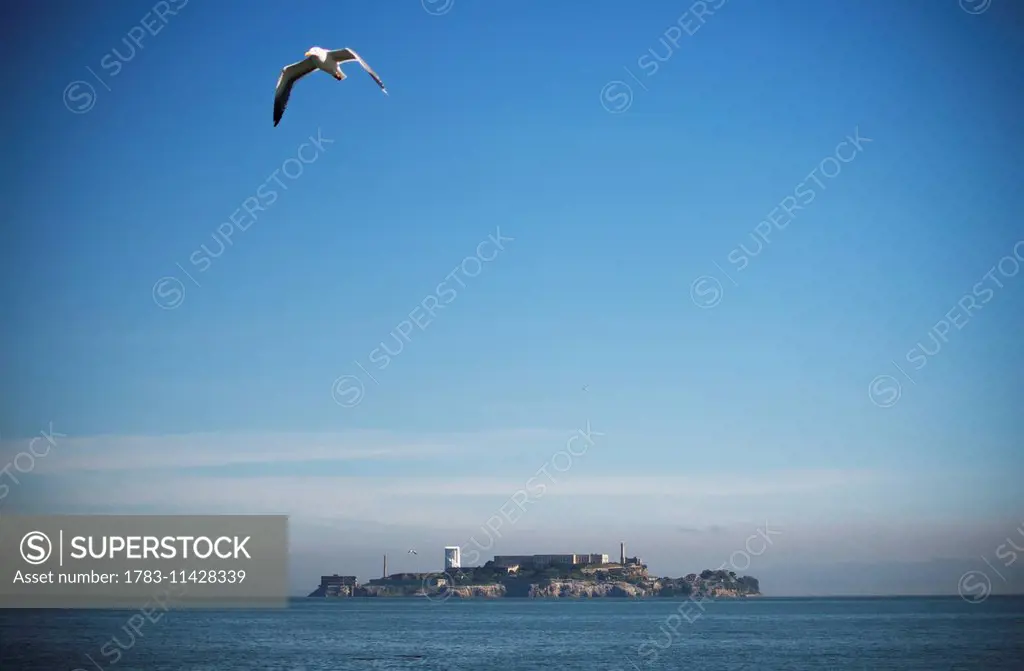 A seagull takes flight over San Francisco bay with Alcatraz Island in the background; San Francisco, California, United States of America