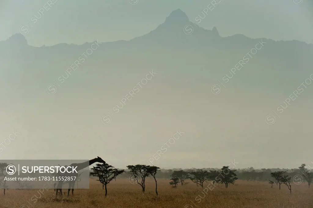 Giraffe at dawn, Ol Pejeta Conservancy; Kenya