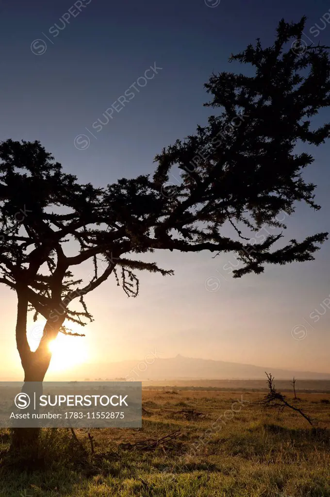 Acacia tree at dawn with Mt Kenya behind, Ol Pejeta Conservancy; Kenya