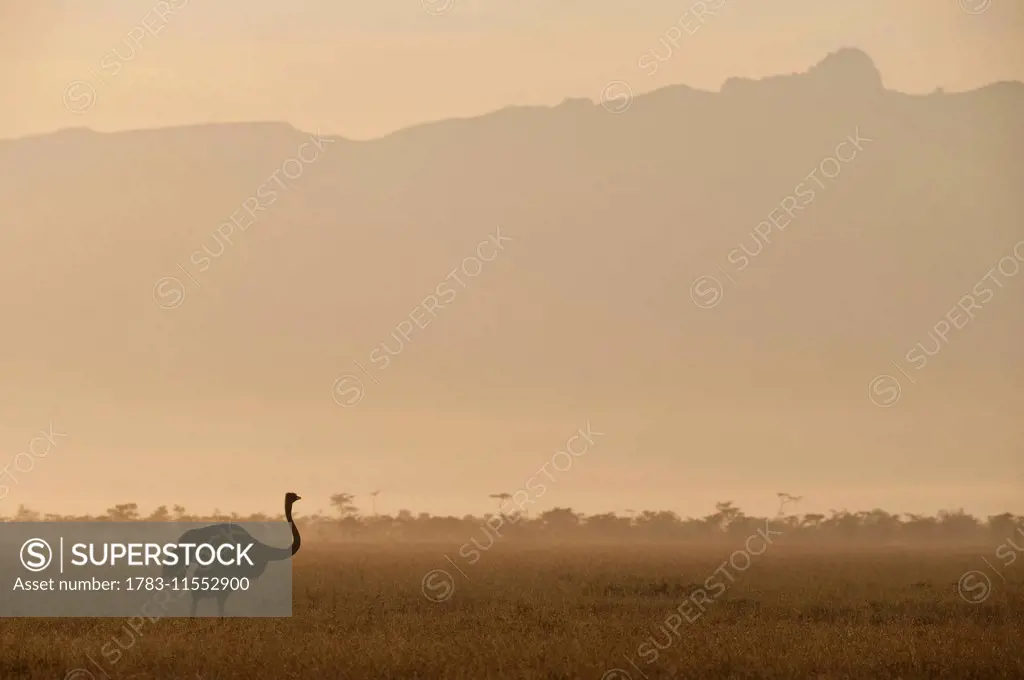 Ostrich at dawn in front of Mt Kenya, Ol Pejeta Conservancy,; Kenya