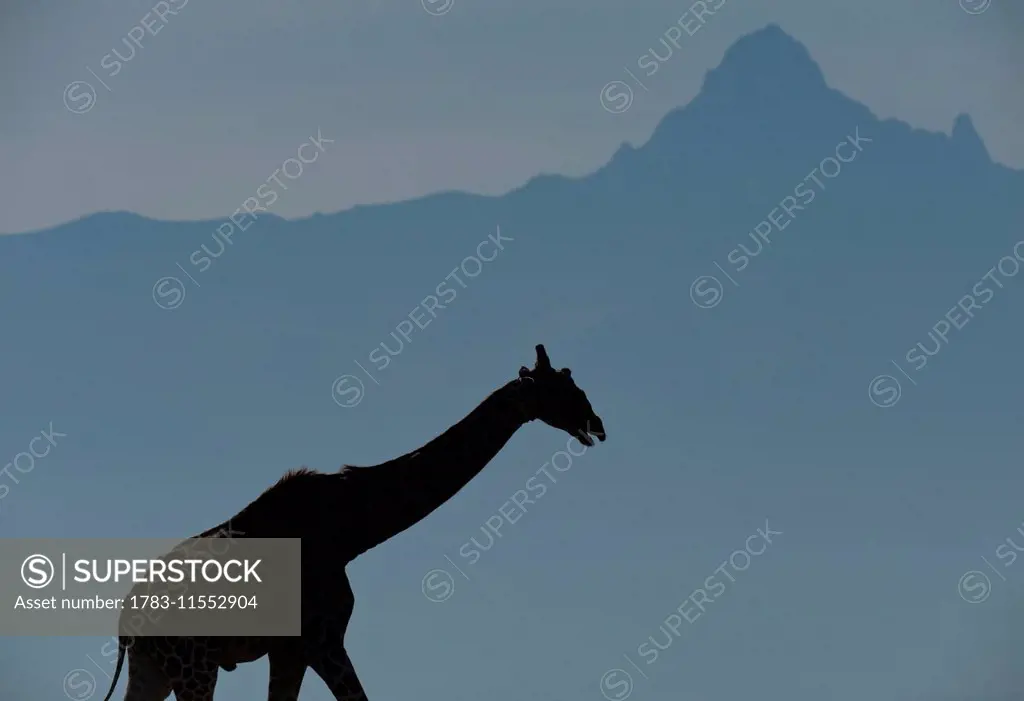 Silhouette of giraffe in front of Mt Kenya, Ol Pejeta Conservancy; Kenya