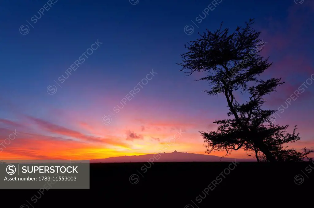 Silhouette of acacia tree in front of Mt Kenya at dawn, Ol Pejeta Conservancy; Kenya