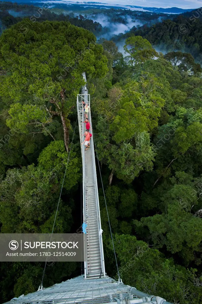 Jungle canopy walk at Ulu Temburong National Park; Brunei