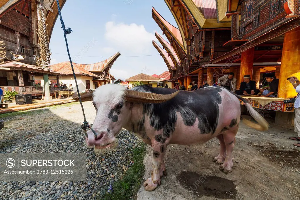 Tedong Bonga water buffalo at a rante, the ceremonial site for a Torajan funeral ceremony in Rantepao, Toraja Land, South Sulawesi, Indonesia