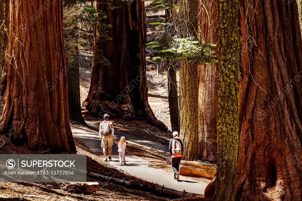 A family walking among Giant sequoia trees, Sequoia National Park; California, United States of America