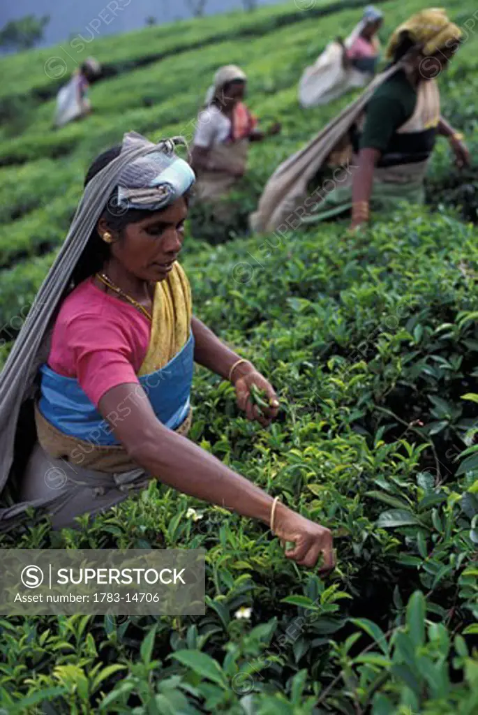 Ooty tea plantation, Tamil Nadu, India.