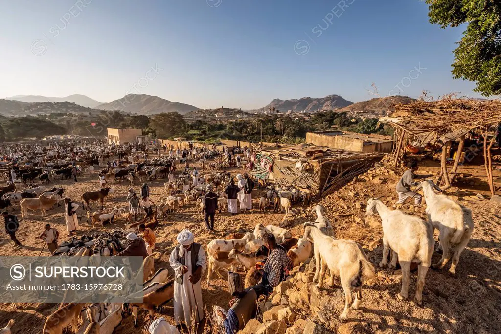 Eritrean herders with goat and sheep at the Monday livestock market; Keren, Anseba Region, Eritrea