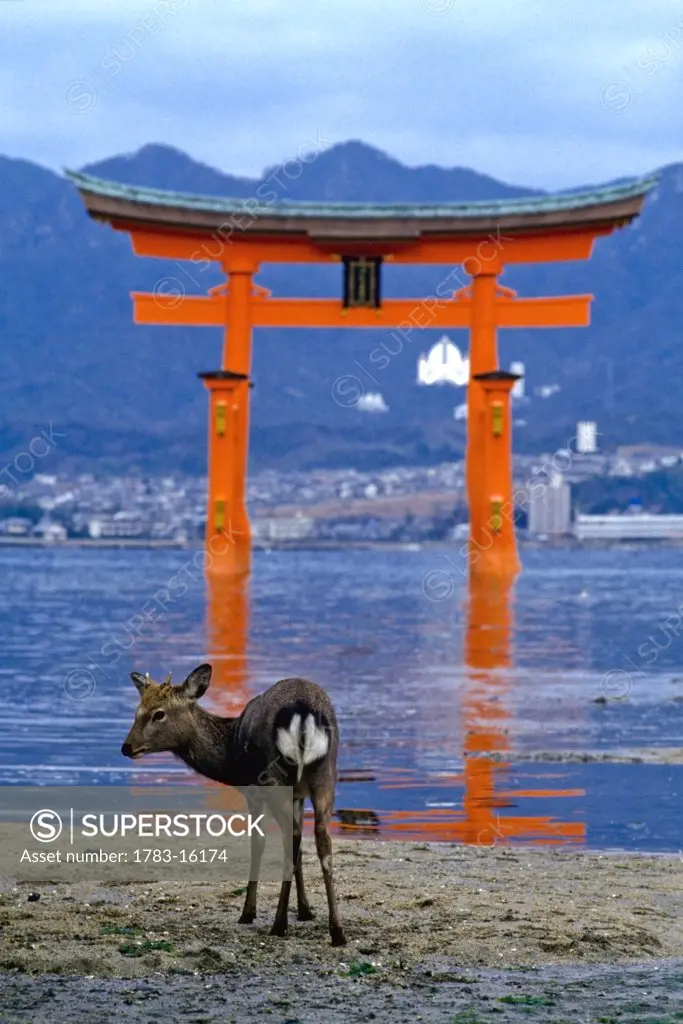 Deer standing at water edge with Tori Gate at Itsukushima Shrine in background, Seto Island, Japan