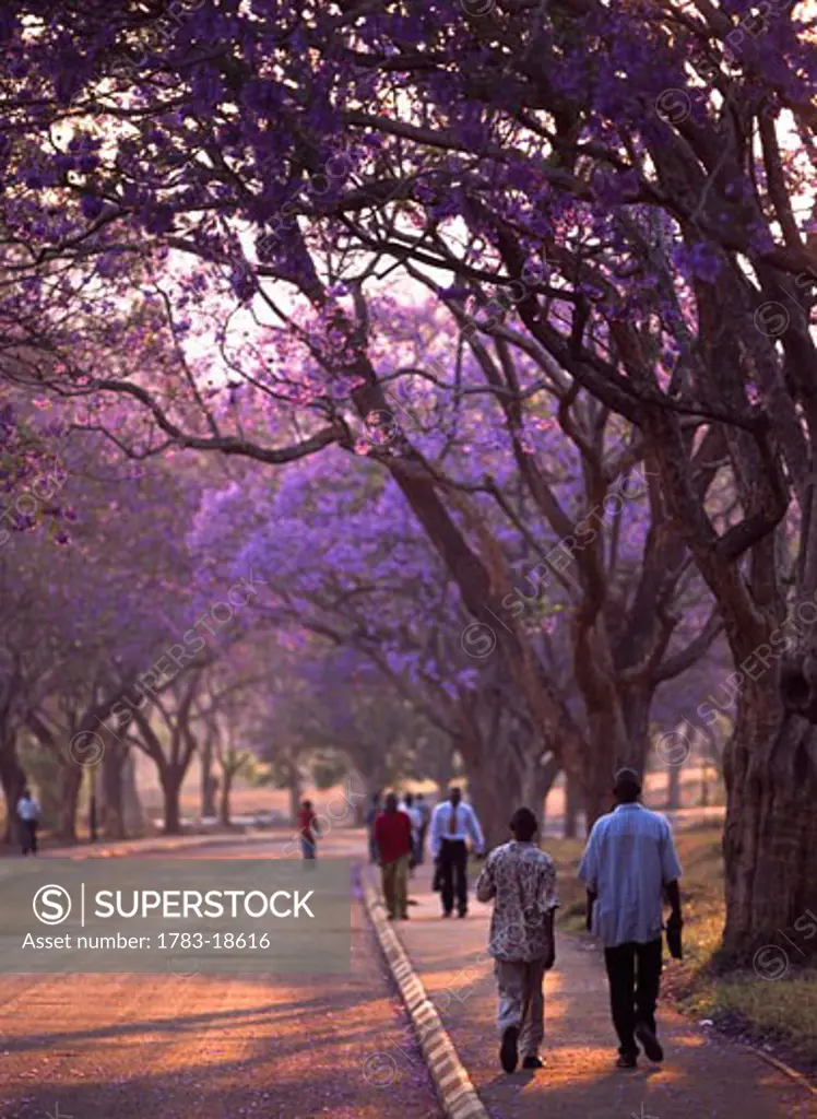 People walking down Jacaranda tree lined road at dusk, Blantyre, Malawi.