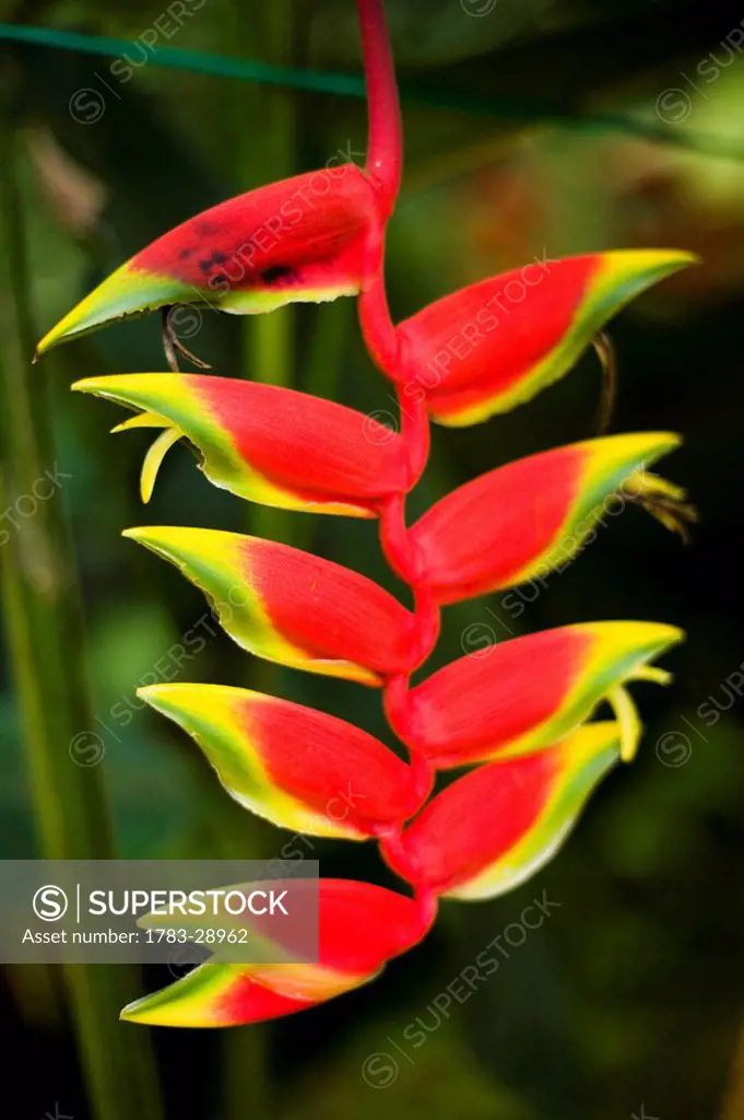 Brightly colored Heliconia flowers, Cameron Highlands, Pahang, Malaysia