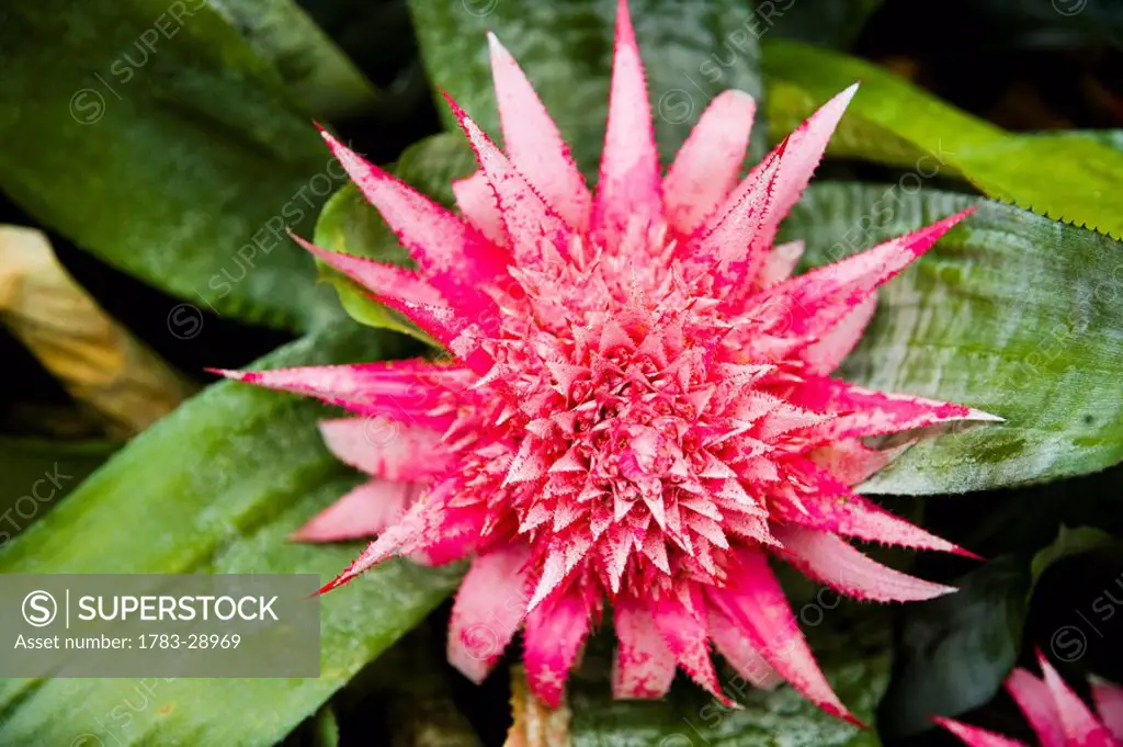 Bright pink spiky flower, Cameron Highlands, Pahang, Malaysia