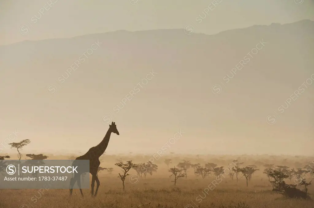 Giraffe at dawn in front of Mt Kenya in Ol Pejeta Conservancy; Laikipia County, Kenya