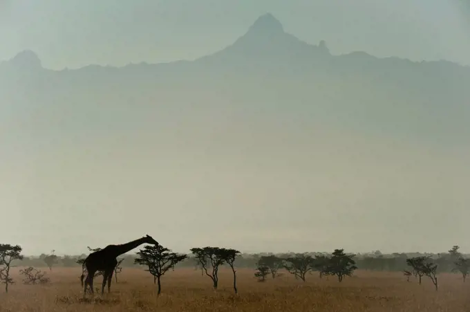 Giraffe at dawn, Ol Pejeta Conservancy; Kenya