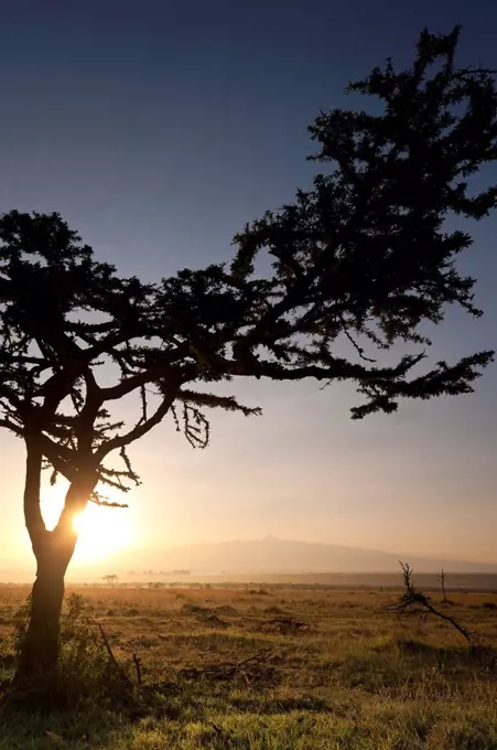 Acacia tree at dawn with Mt Kenya behind, Ol Pejeta Conservancy; Kenya