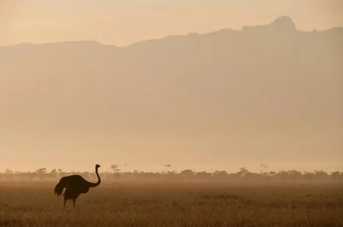 Ostrich at dawn in front of Mt Kenya, Ol Pejeta Conservancy,; Kenya