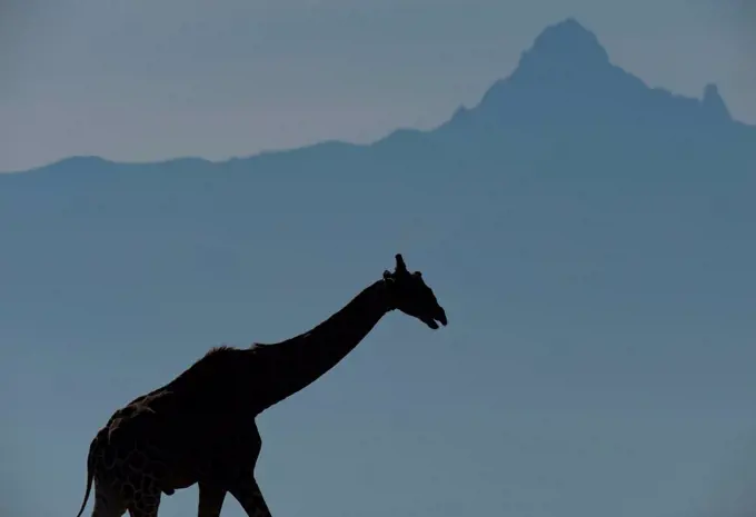 Silhouette of giraffe in front of Mt Kenya, Ol Pejeta Conservancy; Kenya