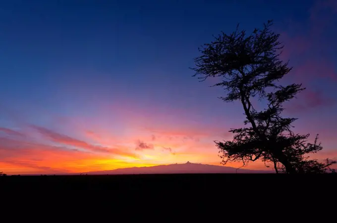 Silhouette of acacia tree in front of Mt Kenya at dawn, Ol Pejeta Conservancy; Kenya