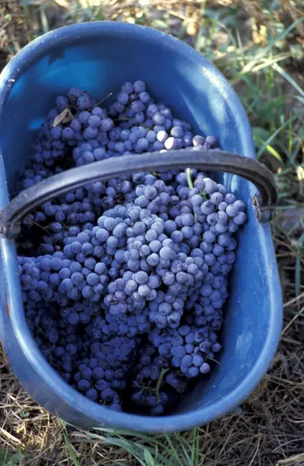 Bunches of purple grapes in blue basket, Close Up, Valtellina, Italy
