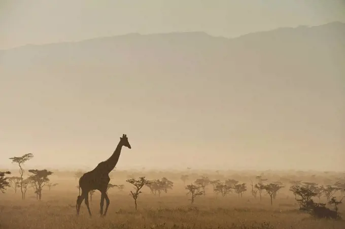 Giraffe at dawn in front of Mt Kenya in Ol Pejeta Conservancy; Laikipia County, Kenya