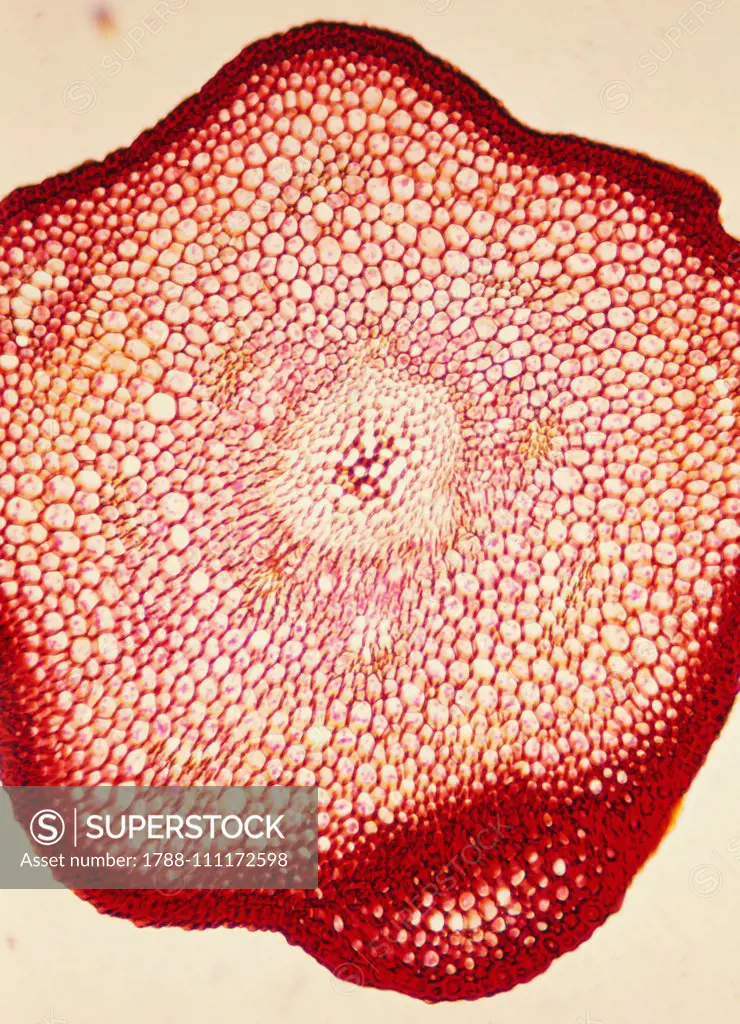 Cross section of moss stem, genus Polytrichum.