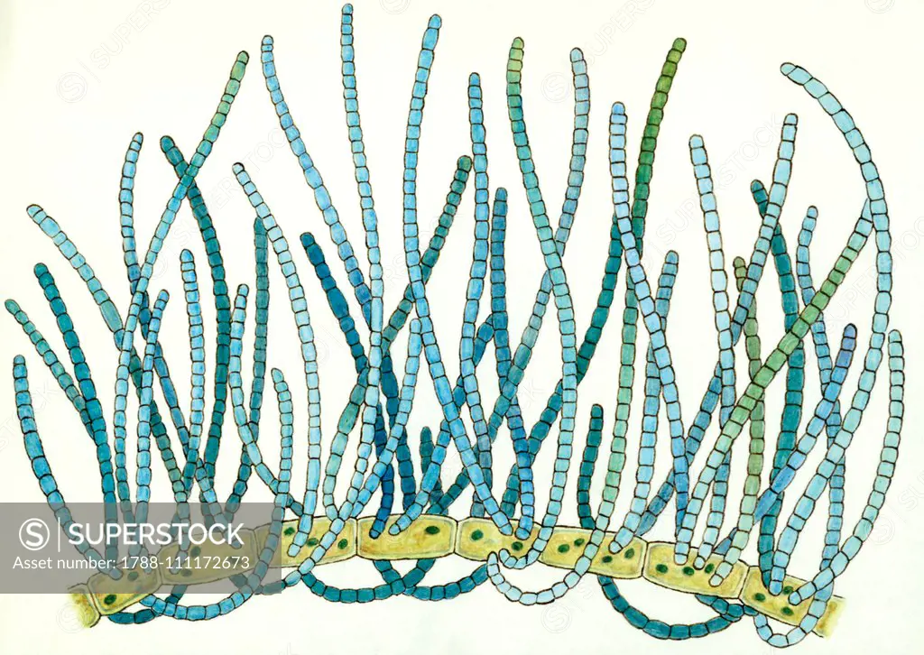 Microchaete tenera, blue-green algae or cyanobacteria. Drawing.