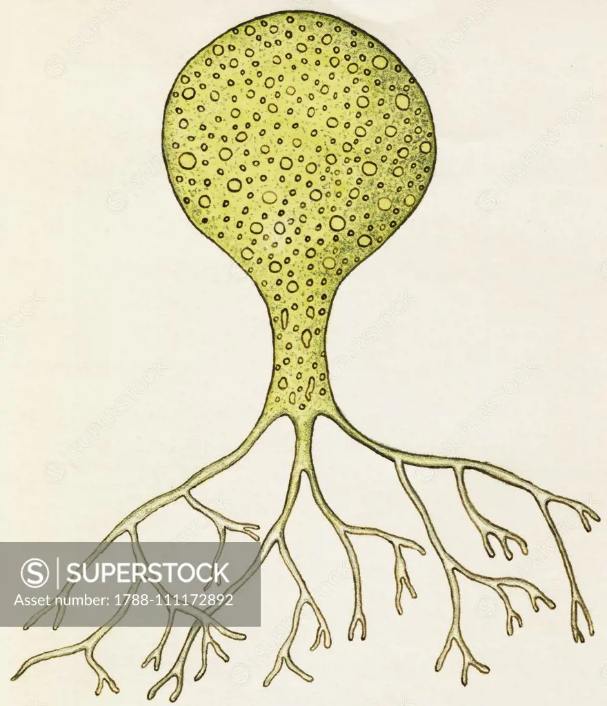Botrydium granulatum, Yellow-green or Xanthophyceae algae. Enlarged drawing.