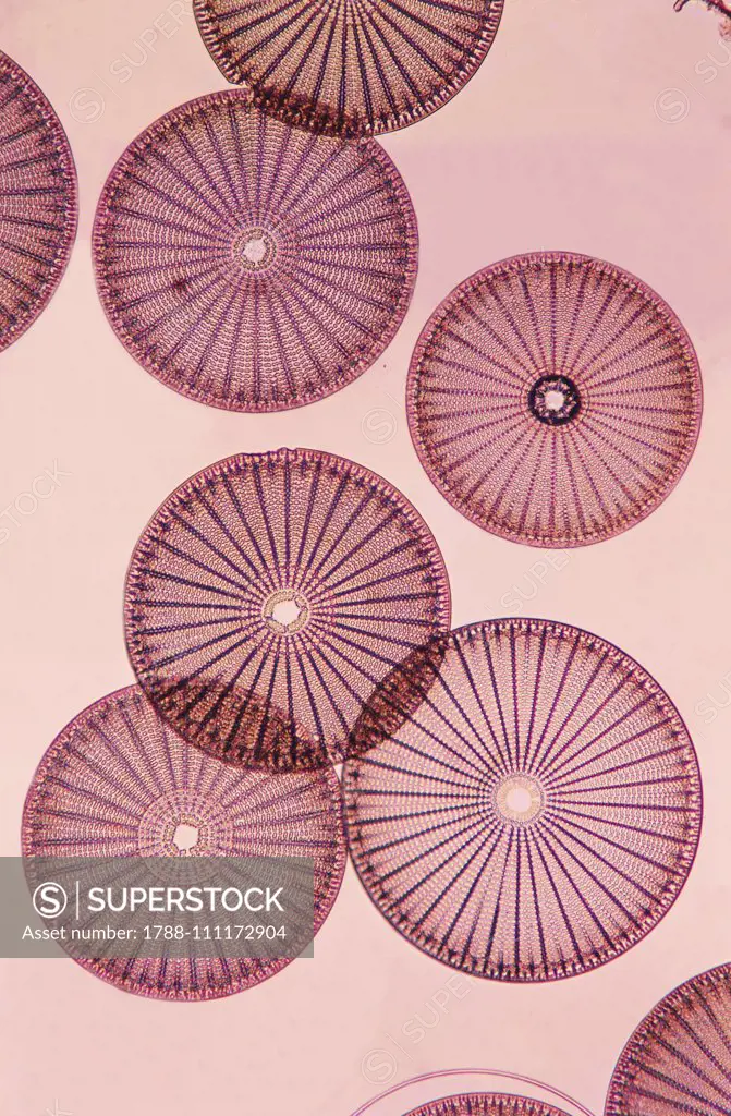 Frustules of algae diatoms, Bacillariophyceae, seen under a microscope.