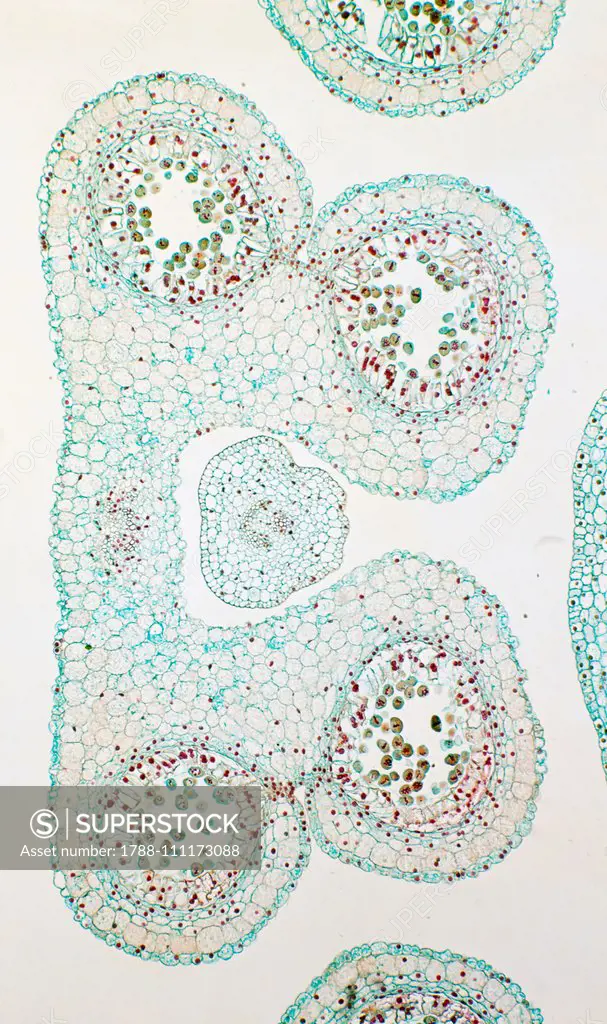 Cross section of an anther of a lily (genus Lilium), Liliaceae, seen under a microscope.